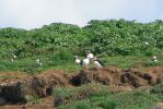 PICTURES/Puffin Express - Boat Tour Around Puffin Island/t_Puffins (2).JPG